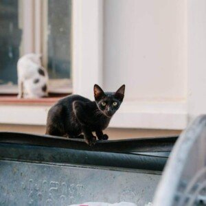 Fund Spay/Neuter Surgeries for 500 Stray Cats